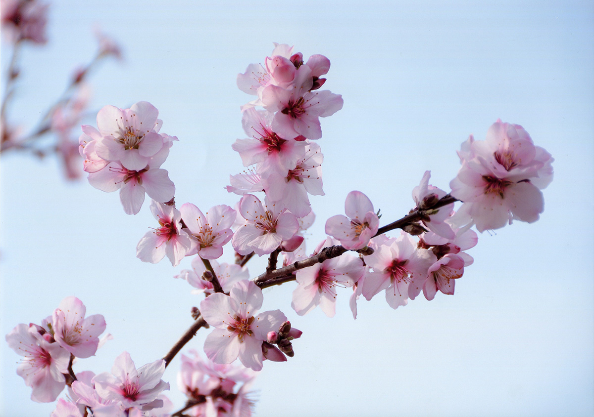 アーモンドの木の花